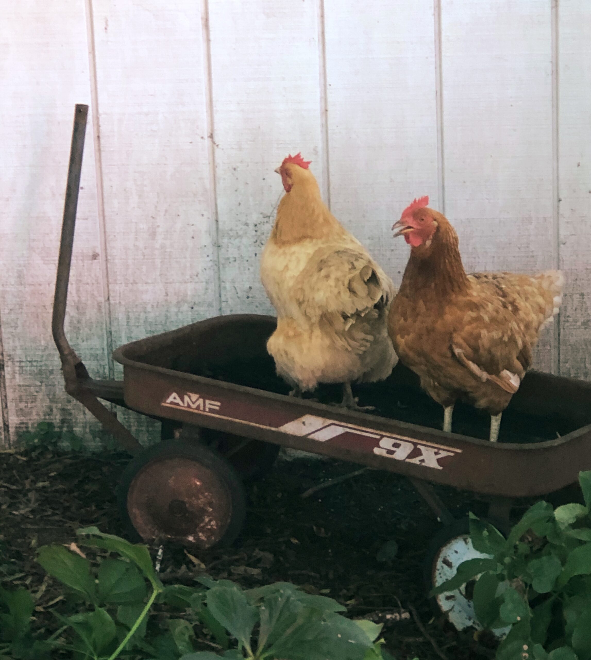 NPChickens